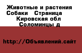 Животные и растения Собаки - Страница 11 . Кировская обл.,Соломинцы д.